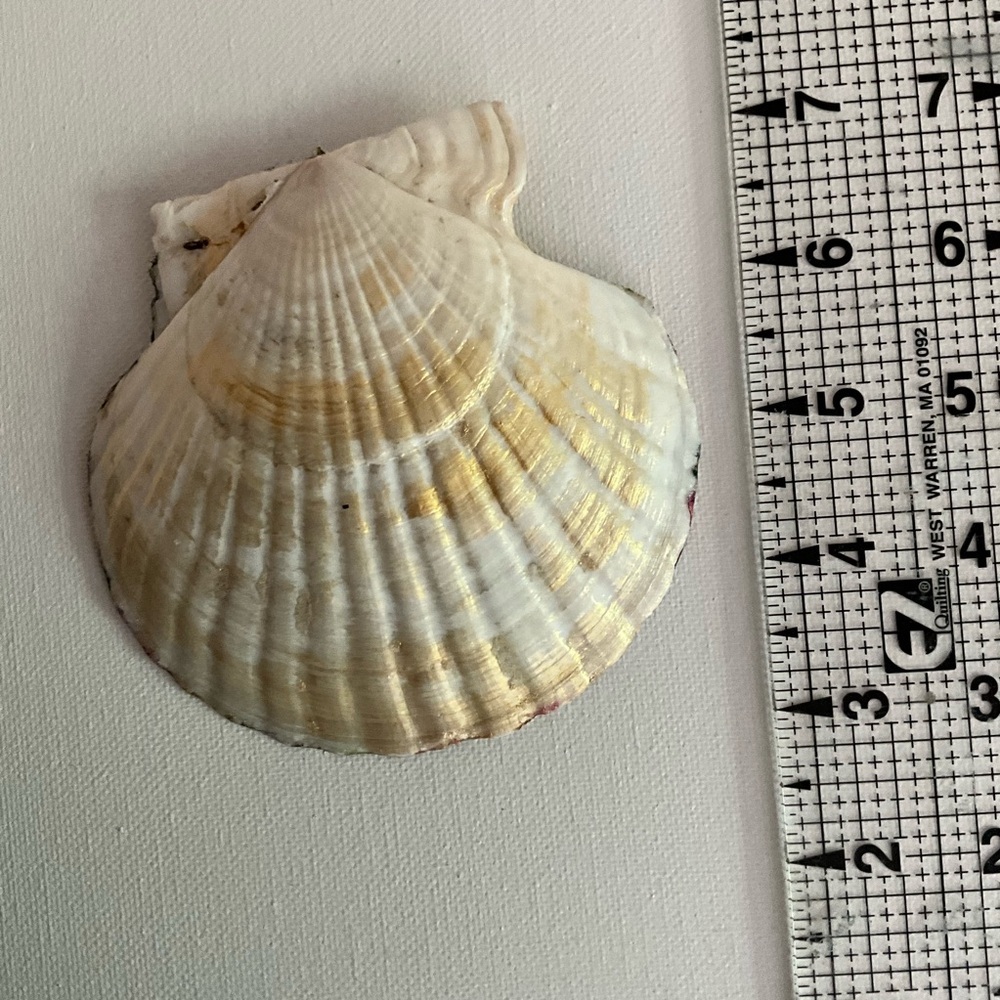 Scalloped clam shell decoupaged and hand painted with gold leaf Jewelry Dish - Picture 2 of 5